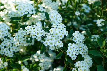 Background of little white flowers blooming bush.