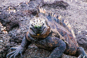A male Marine Iguana on the rocky shoreline of Punta Espinoza on Fernandina Island in the Galapagos...