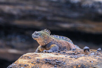 A dominant male Marine Iguana known by its distinctive colouring as being found only on Isabella...