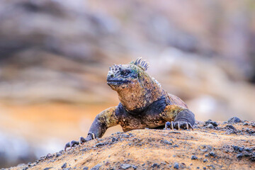 A dominant male Marine Iguana known by its distinctive colouring as being found only on Isabella Island in the Galapagos islands.	