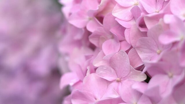 Close up of many small pink flowers of hydrangea blows in wind on background of green summer garden. Macro flower background