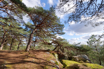 Fototapeta premium Pines and rocky chaos in the Dame Jouanne hill. Fontainebleau forest