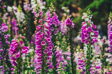 Real beauty nature background. Digitalis herb plant shrub foxglove. Flower tubular shape tall spike vivid purple pink. Field meadow. Botanic floral summer. Horticulture floriculture landscape design