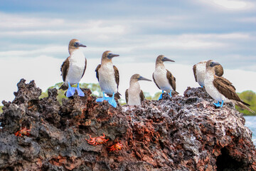 Blue-footed Boobies resting on a rocky outcrop in Elizabeth Bay off the coast of Isabela Island in...