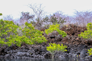 Red Mangrove trees find a foothold amongst the impenetrable rocky aa lava deposits in the lagoon of Bahia Elizabeth on Isabela Island in the Galapagos.