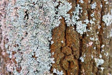 Parmelia sulcata lichen growing on tree bark, natural background