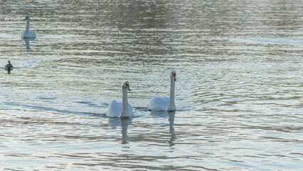 A pair of mute swans, Cygnus olor, on a winter city river. A pair of swans is a symbol and allegory of fidelity.
