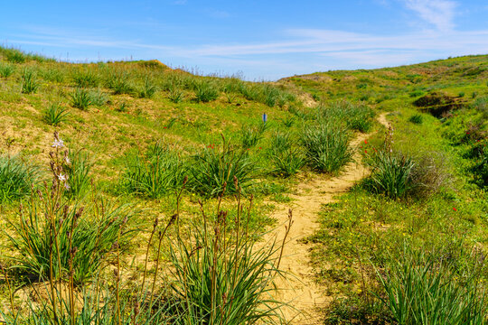 Wildflowers, Beeri Badlands, Northern Negev Desert