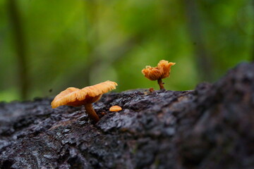 a mushroom grown over a tree in forest