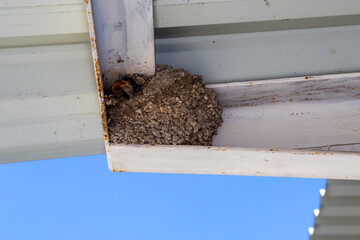 Birds and animals in wildlife. The swallow feeds the baby birds nesting