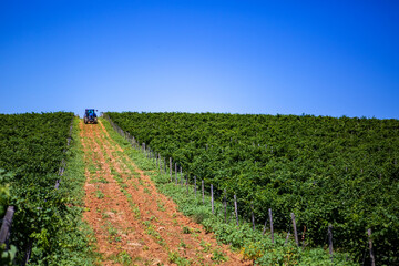 Fototapeta na wymiar Blue tractor among vineyards during summertime