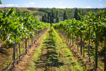 Fototapeta na wymiar White wine grapes in the vineyard