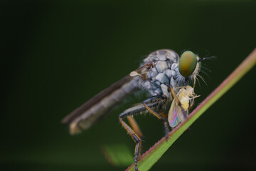 robberfly is eating,
insects are eating food
taken at close range (macro)