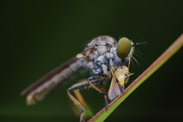 robberfly is eating,
insects are eating food
taken at close range (macro)