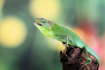 Jubata green lizard habitat in Indonesia