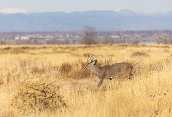 Buck Whitetail Deer During the Rut in Colorado in Autumn