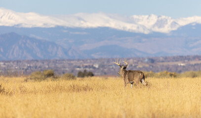 Obraz premium Buck Whitetail Deer During the Rut in Colorado in Autumn