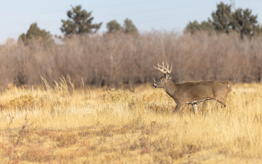 Buck Whitetail Deer During the Rut in Colorado in Autumn