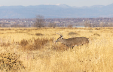 Buck Whitetail Deer During the Rut in Colorado in Autumn