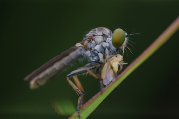 robberfly is eating,
insects are eating food
taken at close range (macro)