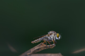 robberfly is eating,
insects are eating food
taken at close range (macro)
