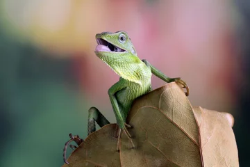 Foto op Plexiglas Jubata green lizard habitat in Indonesia © Agus Gatam
