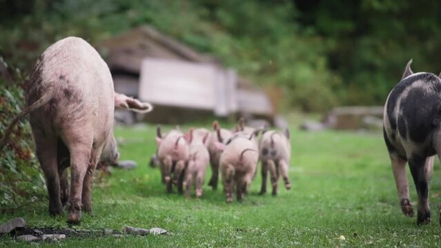 Family of pigs running away in the village. Slow motion.