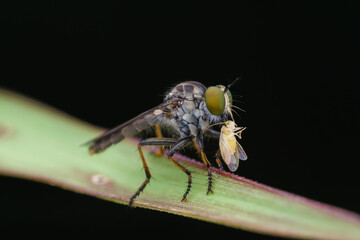 robberfly is eating,
insects are eating food
taken at close range (macro)