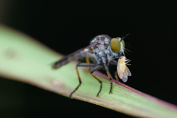 robberfly is eating,
insects are eating food
taken at close range (macro)