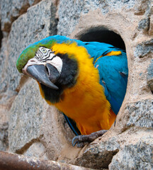 Blue-and-yellow Macaw