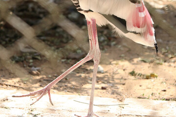 painted stork painted stork nature birds leg. with blur background