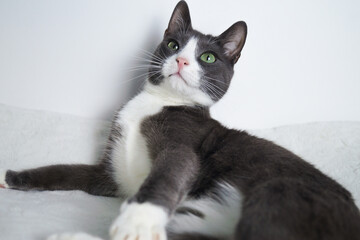 Young gray cat with green eyes in a white interior looks at the camera.