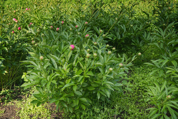 red and green plants