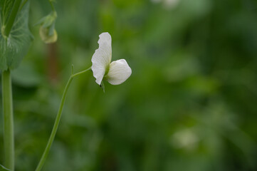 White broad bean flowers bloom against a green background