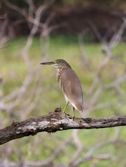 Indian Pond Heron