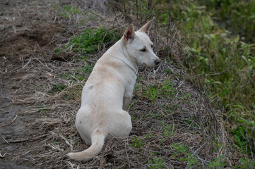 Naklejka na ściany i meble A white dog in the field