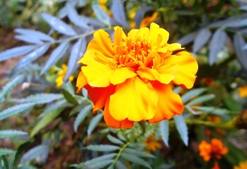 The types of flowers that we often encounter around us