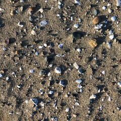 Seashells and pebbles on beach sand, beach sand background