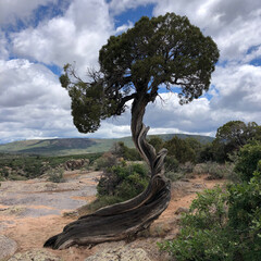 tree in the desert
