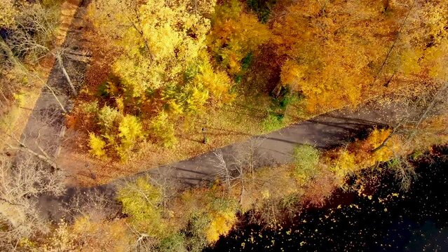 Top down autumn wood. Nature background. Aerial top view of autumn forest with colorful trees. Autumn forest. Trees with bright yellow foliage. Deciduous forest in the fall. Lake and path