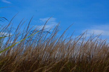 savanna with blue sky over the hill