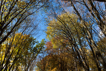 Fototapeta premium trees in a mixed forest during leaf fall