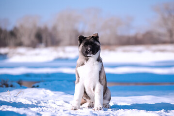 The dog portrait in the flowers of a willow. American Akita puppy in winter in the snow - 488007724