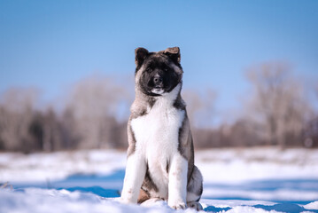The dog portrait in the flowers of a willow. American Akita puppy in winter in the snow - 488007741
