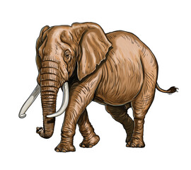 Fototapeta premium African elephant drawing. Digital template with elefant bull. 