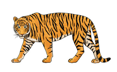 Bengal tiger on the hunt. Digital drawing with big cat.	