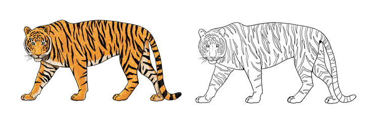 Tiger drawing. Digital template for coloring with big cats.	