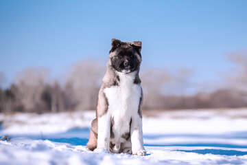 The dog portrait in the flowers of a willow. American Akita puppy in winter in the snow - 488007780
