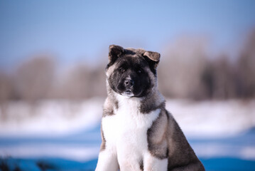 The dog portrait in the flowers of a willow. American Akita puppy in winter in the snow - 488007902