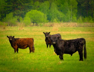 Cows in a spring pasture. - obrazy, fototapety, plakaty